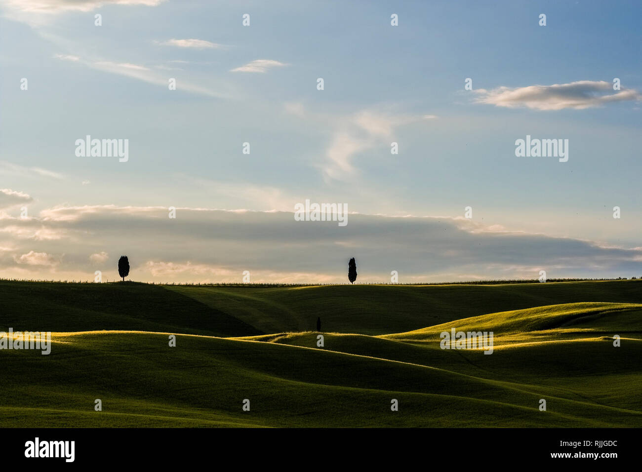 Vallonné typique campagne toscane, dans le Val d'Orcia avec deux cyprès sur une colline au lever du soleil Banque D'Images