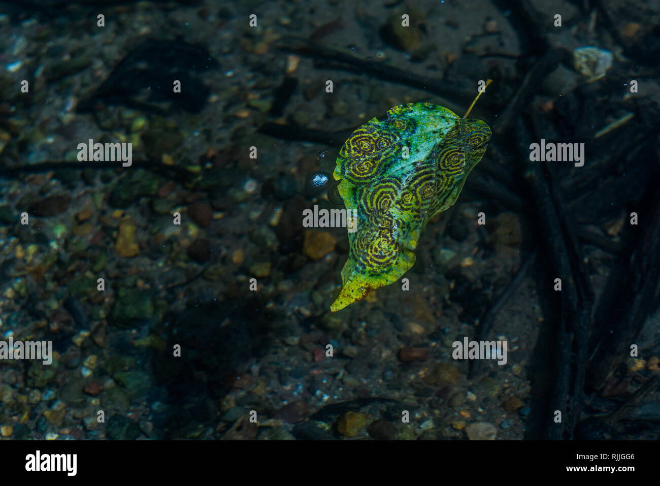 Une photo artistique d'une belle feuille tombée en un schéma complexe et une rivière en aval dérive à la baie Drake, Costa Rica. Banque D'Images