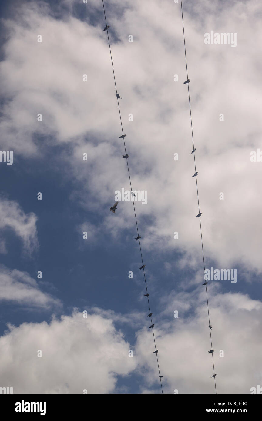 Voir d'oiseaux sur les câbles téléphoniques de la télécabine, teleferico, dans la ville de Salta, dans le Nord de l'Argentine Banque D'Images