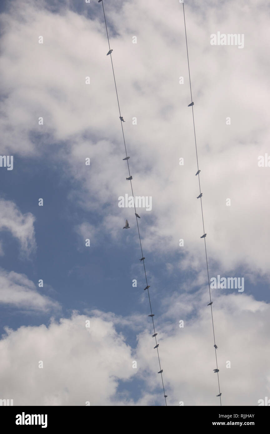 Voir d'oiseaux sur les câbles téléphoniques de la télécabine, teleferico, dans la ville de Salta, dans le Nord de l'Argentine Banque D'Images