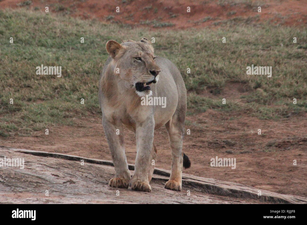Juvenile Male lion (Panthera leo) à l'Est de Tsavo National Park, Kenya Banque D'Images