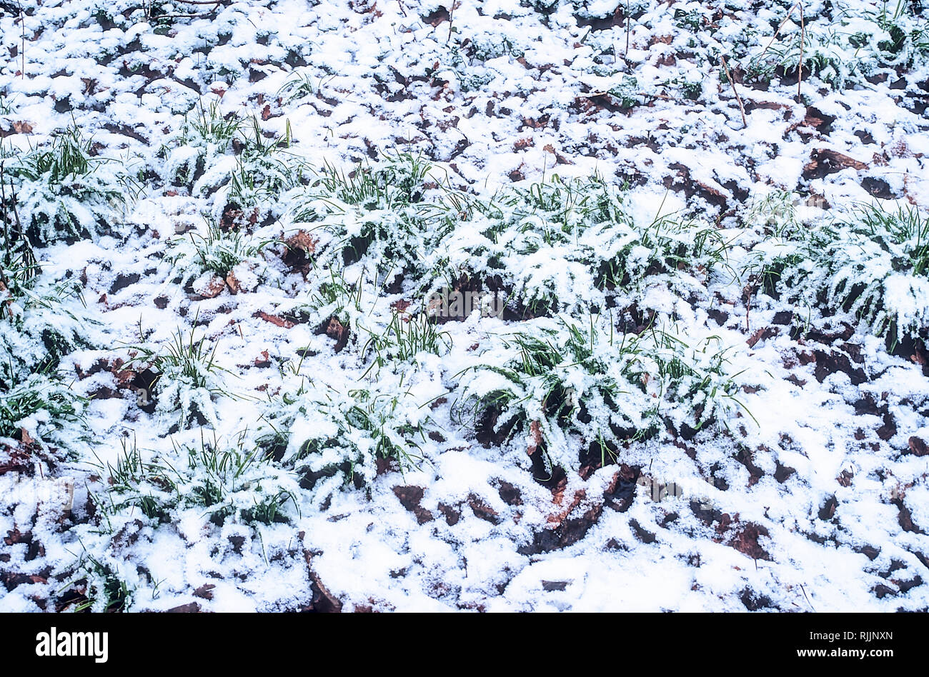 Neige au sol couvrant l'herbe et les feuilles mortes en Janvier Banque D'Images