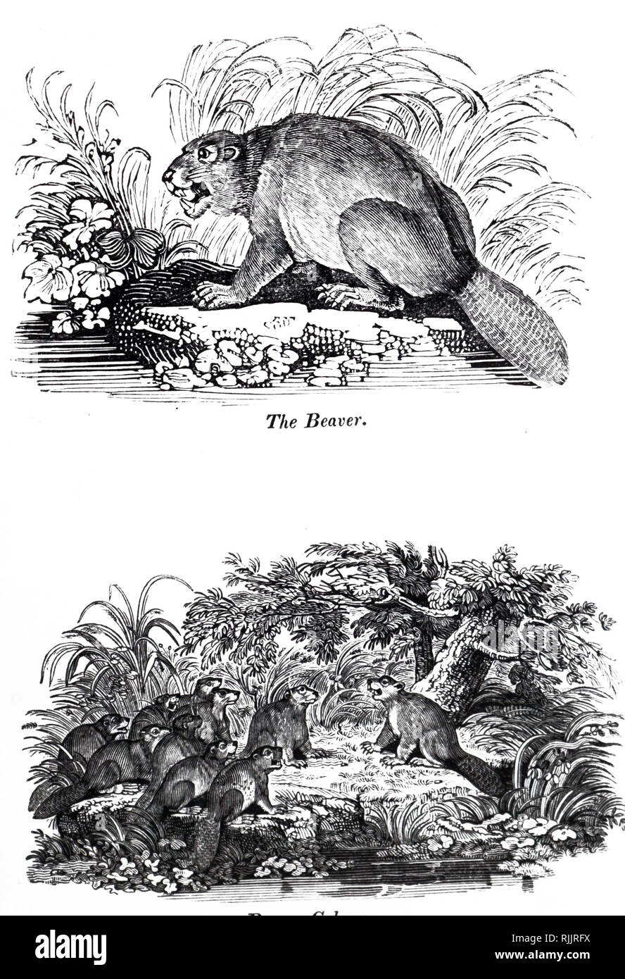 Une gravure représentant un castor. En date du 19e siècle Banque D'Images