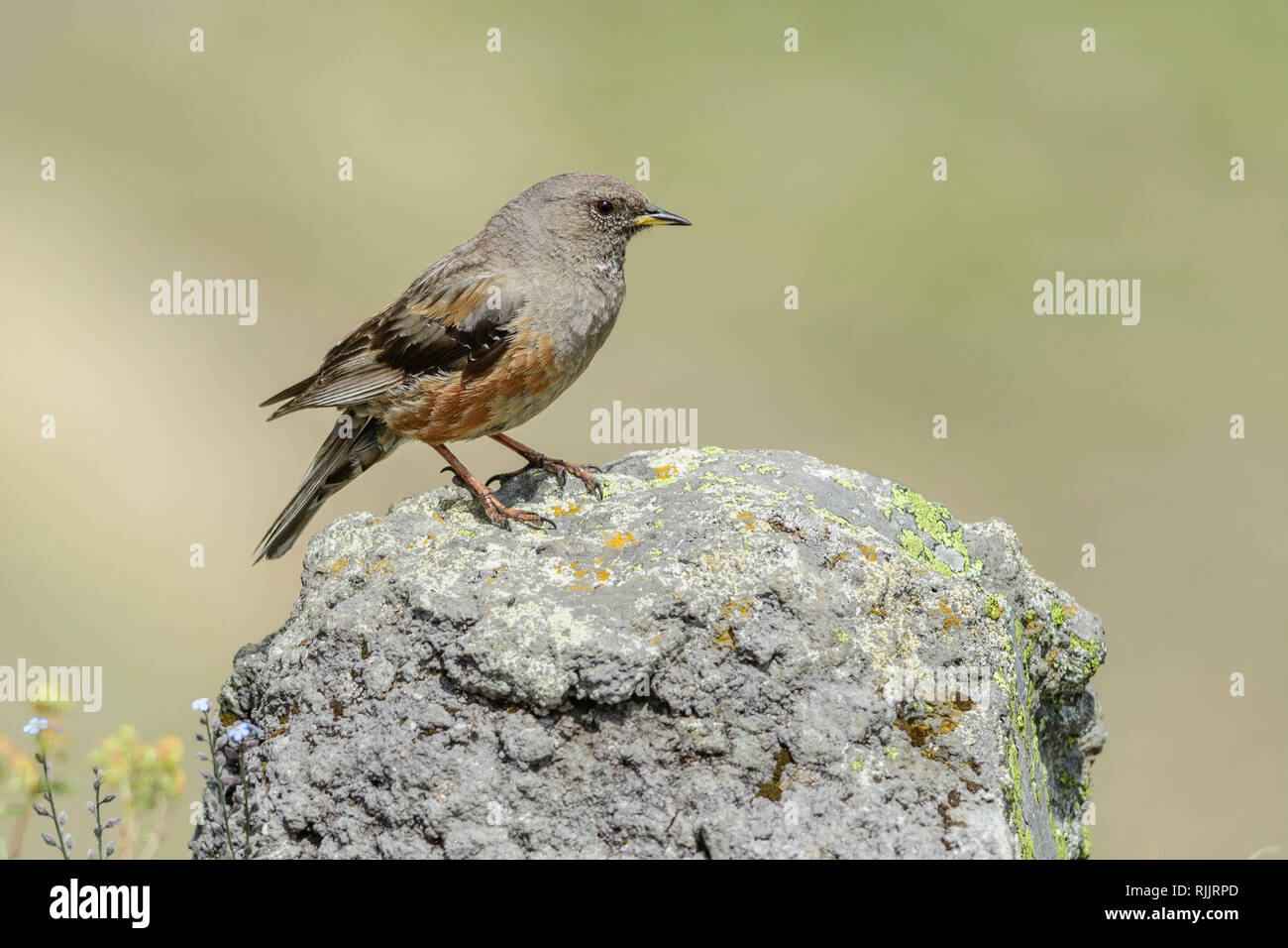 Alpine Accentor près du Mont Kazbek, Géorgie. Banque D'Images