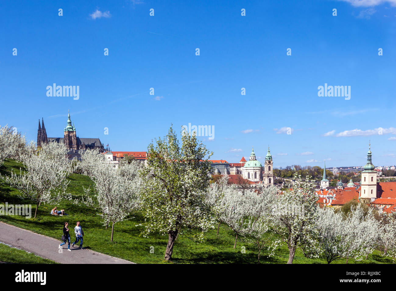 Arbres en fleurs dans le parc de Petrin, début du printemps convient pour une promenade romantique avec vue panoramique du Château de Prague Banque D'Images