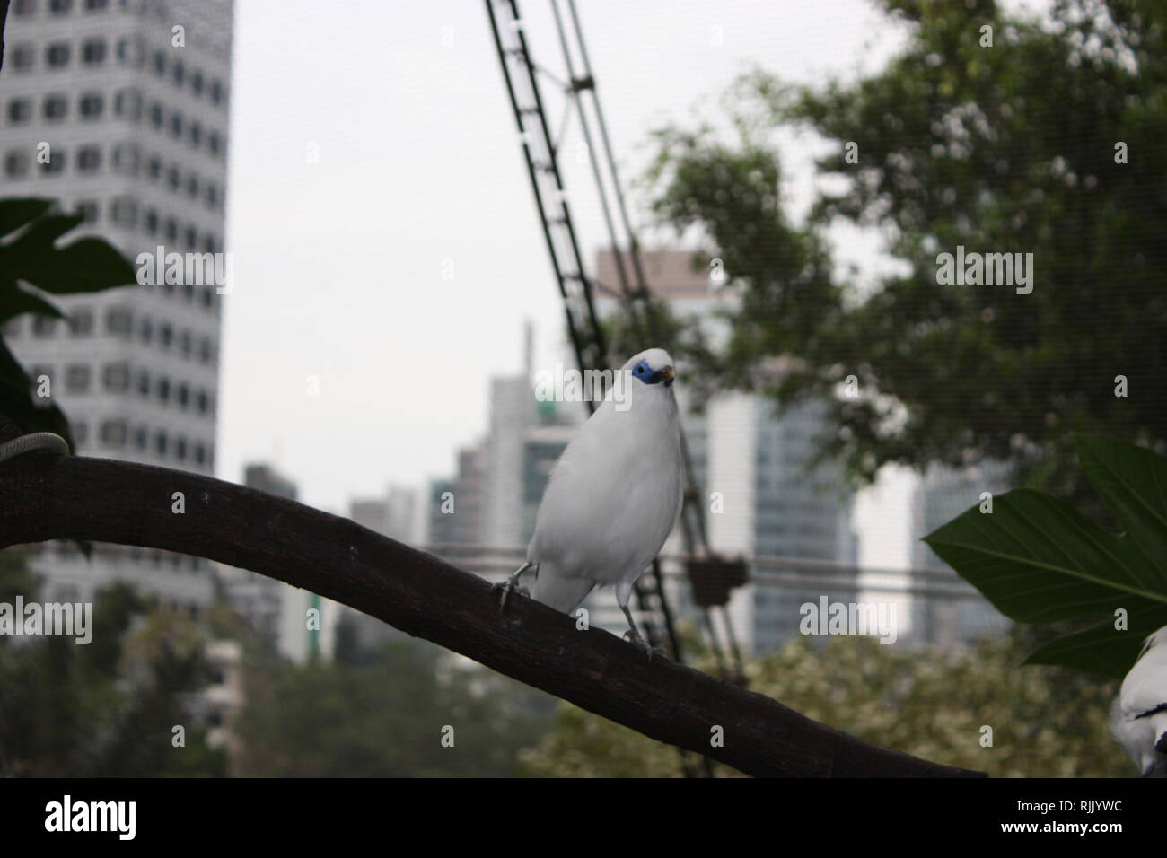 Les oiseaux, Asie, Chine Banque D'Images