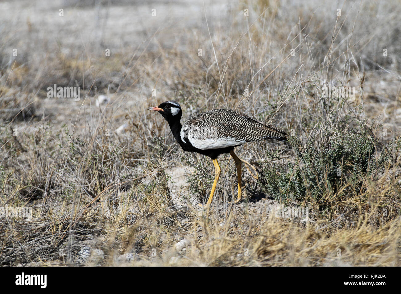 Vogel im Nationalpark Etosha Banque D'Images