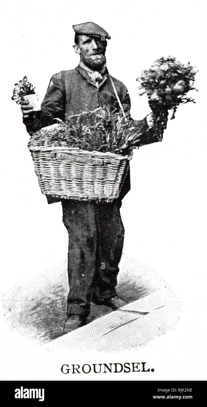 Une photographie d'un vendeur de rue avec groundsels pour les oiseaux de cage. En date du 19e siècle Banque D'Images