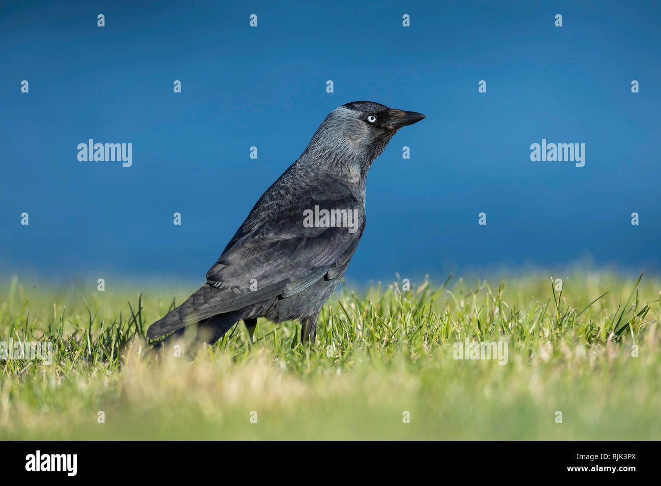 Sur un promontoire herbeux Jackdaw Banque D'Images