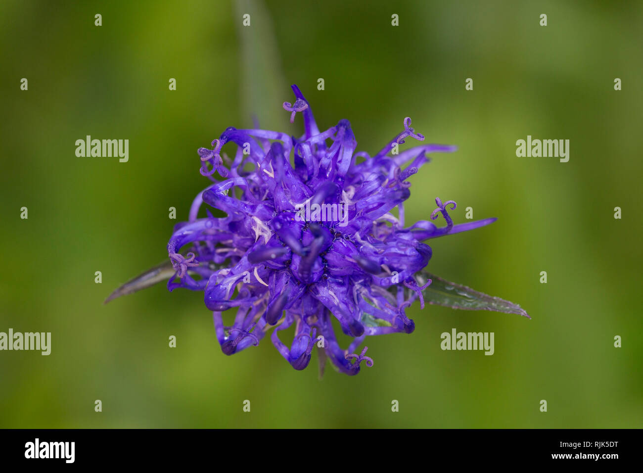 À TÊTE RONDE rampion / Fierté de Sussex (Phyteuma orbiculare / Rapunculus orbicularis) en fleurs Banque D'Images