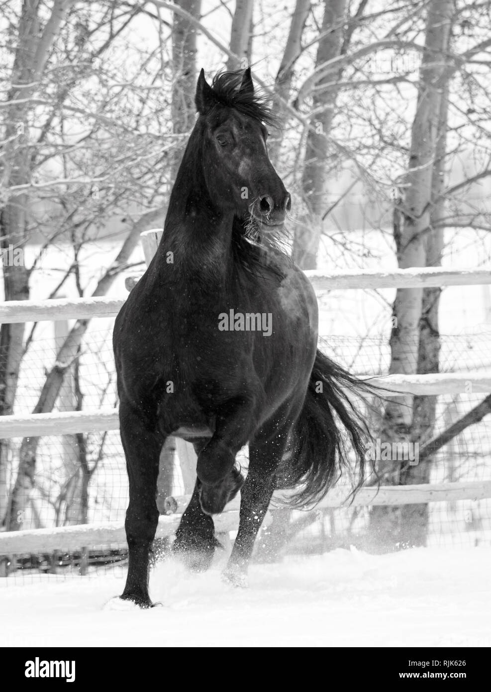 Image en noir et blanc d'un cheval frison courir dans la neige Banque D'Images