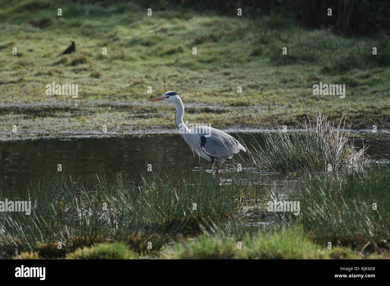 Heron, RSPB Bowling Green, Topsham, Devon, England, UK Banque D'Images