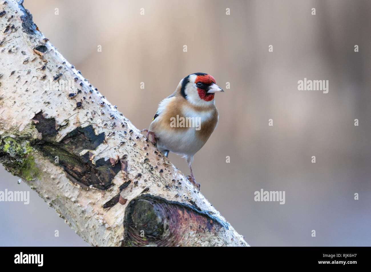 Male chardonneret (Carduelis carduelis) perché sur la branche de bouleau argenté avec de beaux bokeh background Banque D'Images