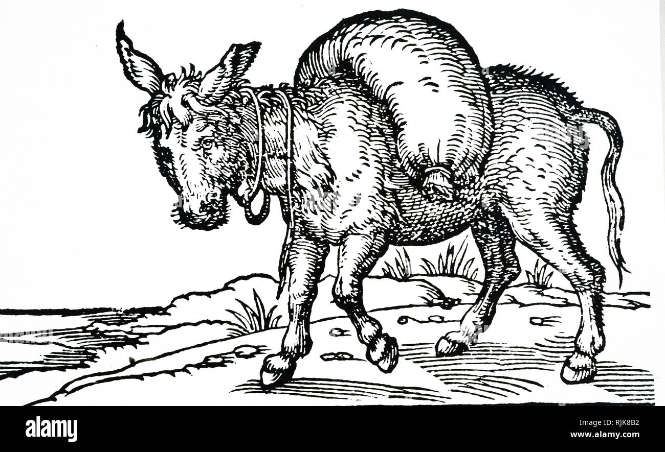 Une gravure sur bois représentant un pack animal (âne). En date du 16e siècle Banque D'Images
