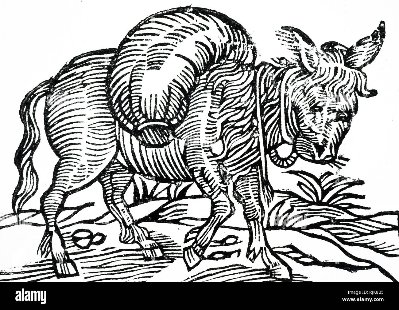 Une gravure sur bois représentant un pack animal (âne). En date du 17e siècle Banque D'Images