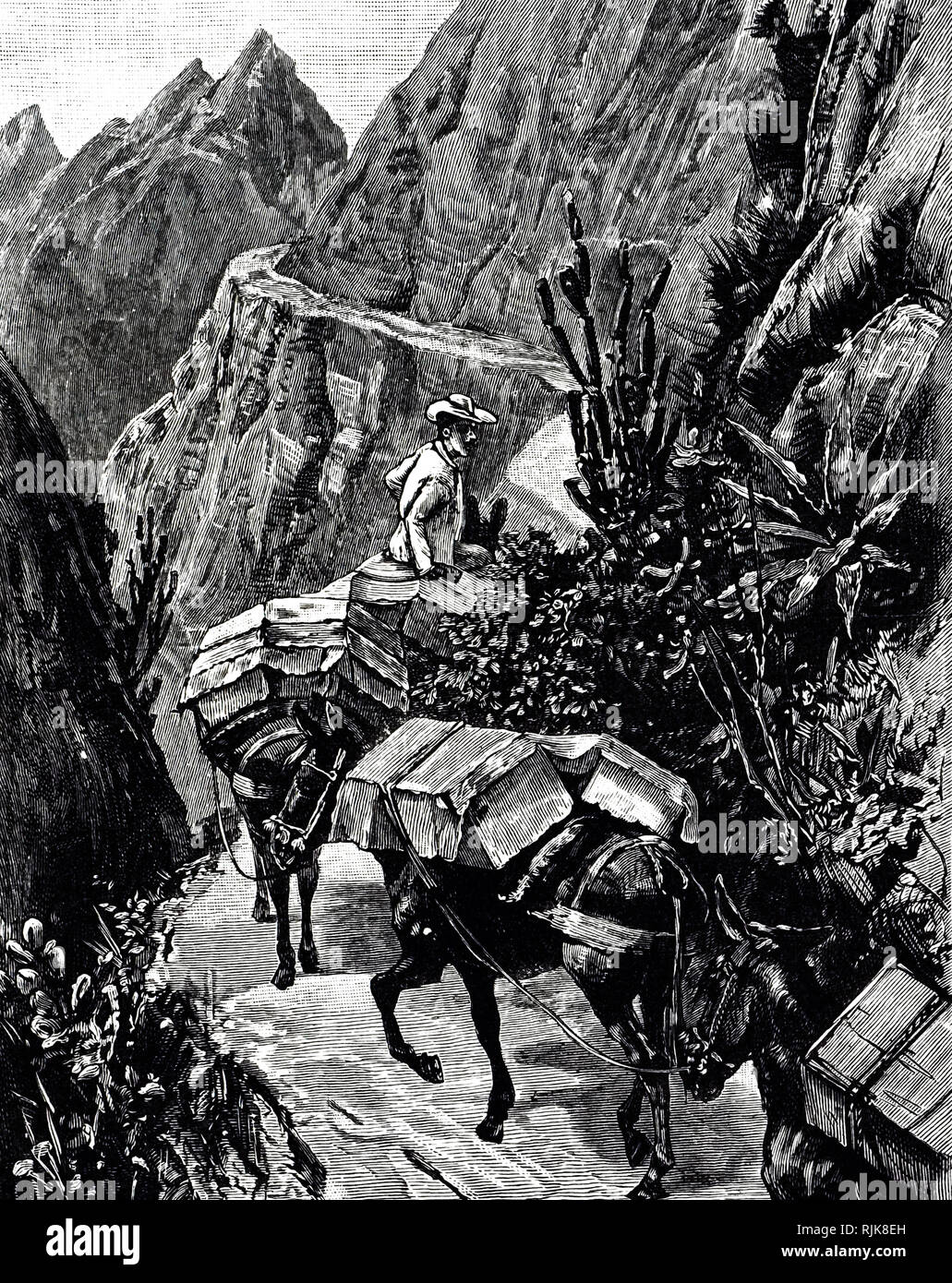 Une gravure représentant un pack-mule train au Venezuela. En date du 19e siècle Banque D'Images