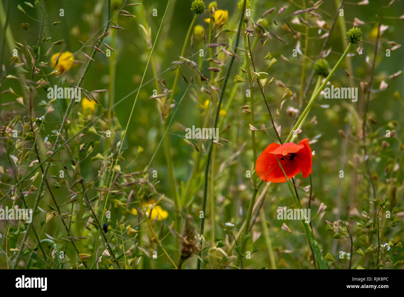 En fleurs rouges fleurs de pavot sur une herbe verte. Jardin avec fleurs de pavot. Nature champ de fleurs dans la prairie. Fleurs de pavot rouge et jaune fleurs sur été Banque D'Images