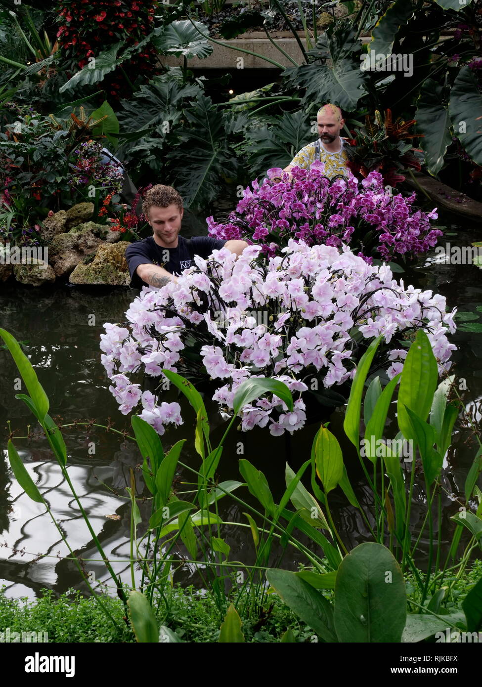 Kew Gardens, London, UK. Feb 6, 2019. Jardiniers préparer l'Orchid Festival commençant le 9 février Crédit : Anthony Collins/Alamy Live News Banque D'Images