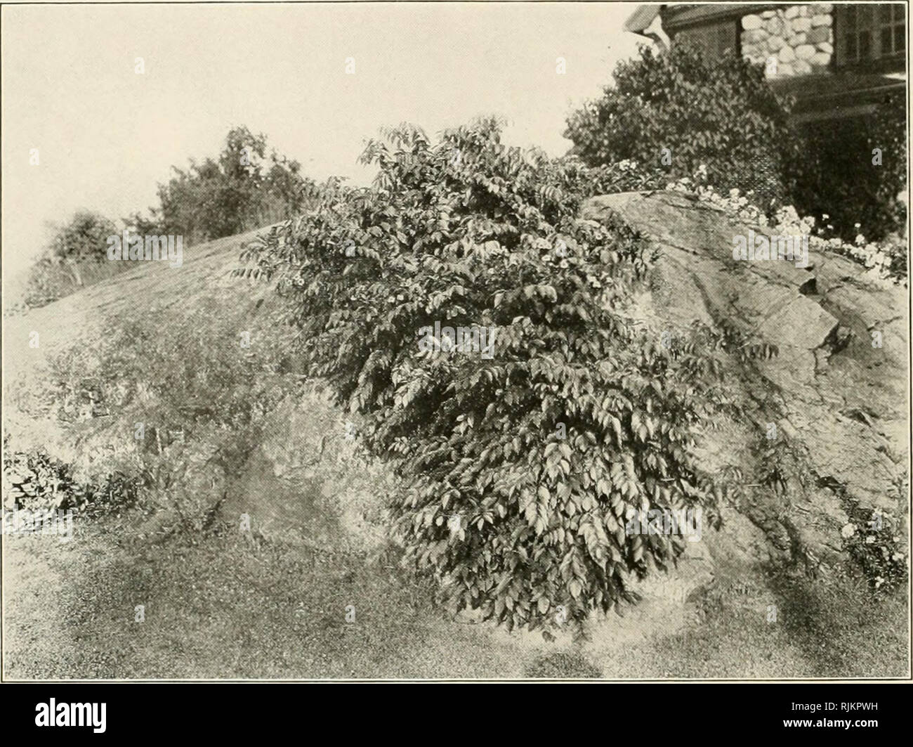 . Belle maison environs. Landscape Gardening ; pépinières (horticulture). 46 plantations naturelles une vigoureuse Vigne-climljing haute vigne de croissance rapide. Feuillage pourpre riche en automne. Vigne trompette Bigonia radicans une grande plante grimpante, hardy grand roulement scarlet- orange, fleurs en forme de trompette en août. Beau feuillage vert foncé. Roxbury (Cire Bittersweet) Celastrus scandens un grimpeur natif avec feuilles lustrées. Fruits Orange en grappes sur des tiges se bloque tout l'hiver. Précieux pour les vignes sur des rochers et des murs en pierre. Ampclopsis quinquejolia un doux-amer japonais Japon Cel Banque D'Images