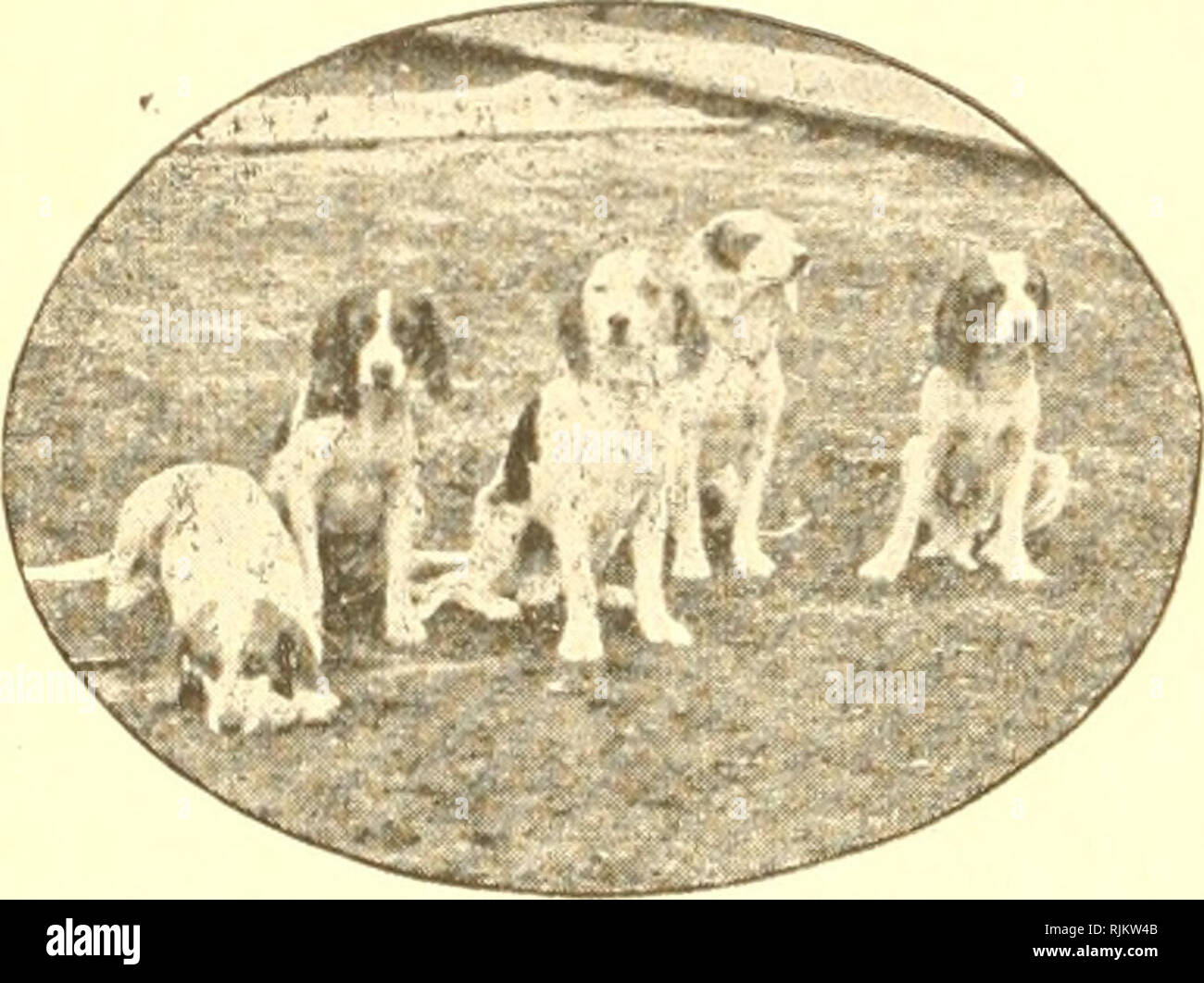 Le Beagle Et Les Essais Sur Le Terrain Beagle Race De