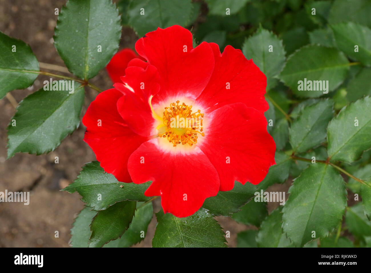 'Eyepaint' un rouge et blanc couleur floribunda rose en fleur en 2018. Banque D'Images