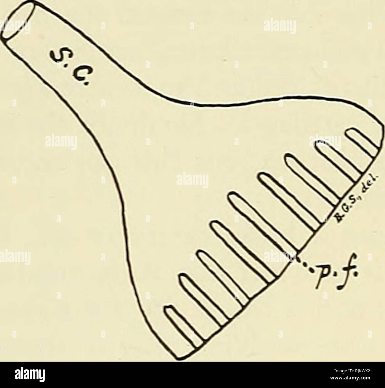 . L'Bashford Dean memorial volume :. Poissons, requins, poissons, combustibles. 426 Bashford Dean Memorial Volume diverticule est émise vers l'avant. C'est recouverte par le muscle levator maxilles . . Le cæcum s'étend aussi loin que la partie antérieure de l'extrémité proximale du bouton de l'hyoman- dibular, quels projets de la dépression articulaire sur la capsule auditive. Il n'est pas attaché à l'hyomandibular, mais en est séparé par le hyoidean Direction générale du septième nerf, qui passe seulement interne et ventrale. Dans tous les probabihty c'est homologue à la plus vaste caeca mentionné par R Banque D'Images . L'Bashford Dean memorial volume :. Poissons, requins, poissons, combustibles. 426 Bashford Dean Memorial Volume diverticule est émise vers l'avant. C'est recouverte par le muscle levator maxilles . . Le cæcum s'étend aussi loin que la partie antérieure de l'extrémité proximale du bouton de l'hyoman- dibular, quels projets de la dépression articulaire sur la capsule auditive. Il n'est pas attaché à l'hyomandibular, mais en est séparé par le hyoidean Direction générale du septième nerf, qui passe seulement interne et ventrale. Dans tous les probabihty c'est homologue à la plus vaste caeca mentionné par R Banque D'Images