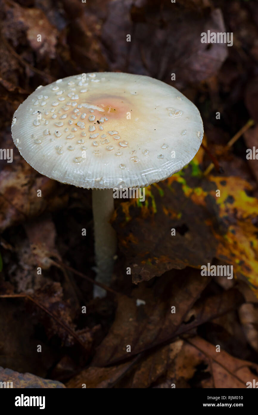 Champignons blancs dans les feuilles de la forêt Banque D'Images