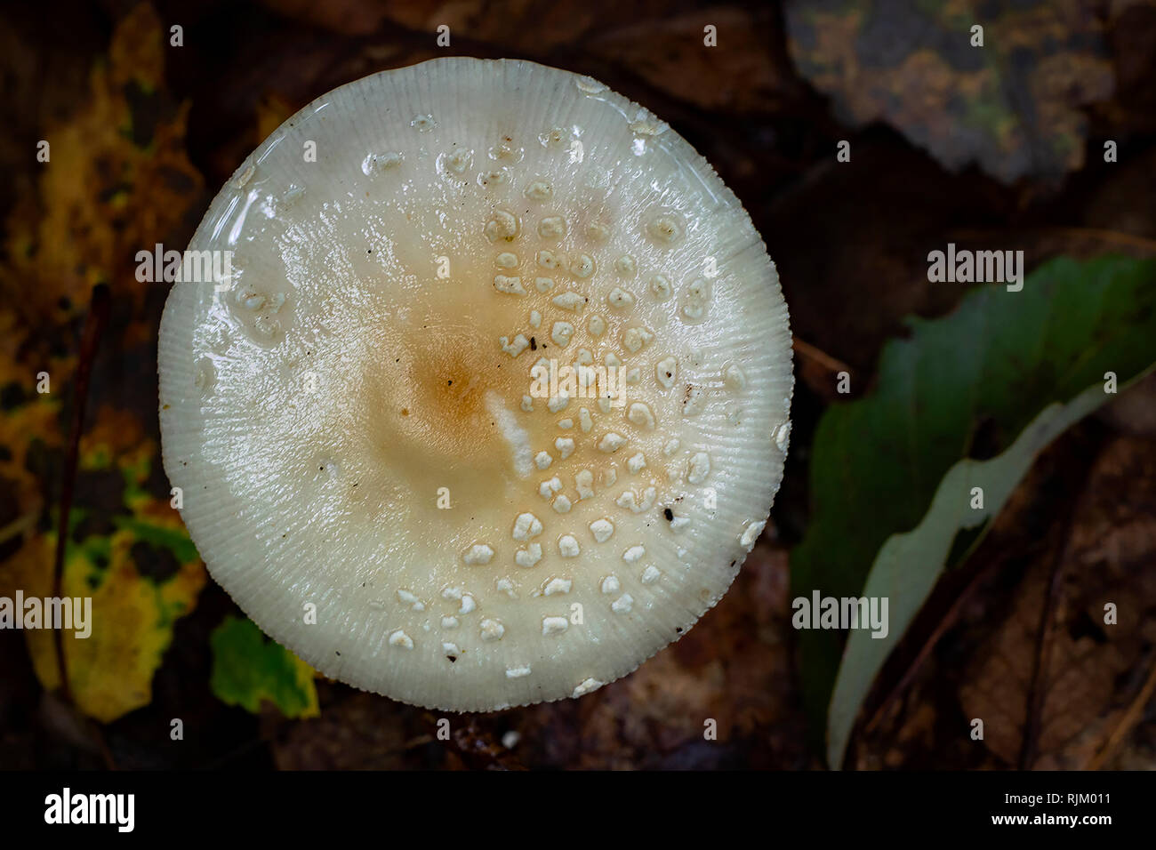 Champignons blancs dans les feuilles de la forêt Banque D'Images