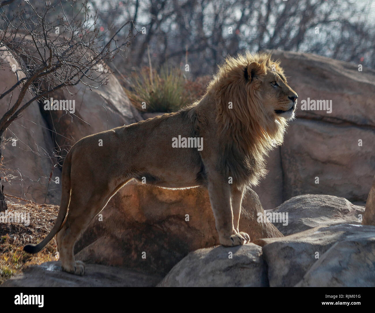 Majestic Lion debout sur le rocher en Denver Zoo Banque D'Images