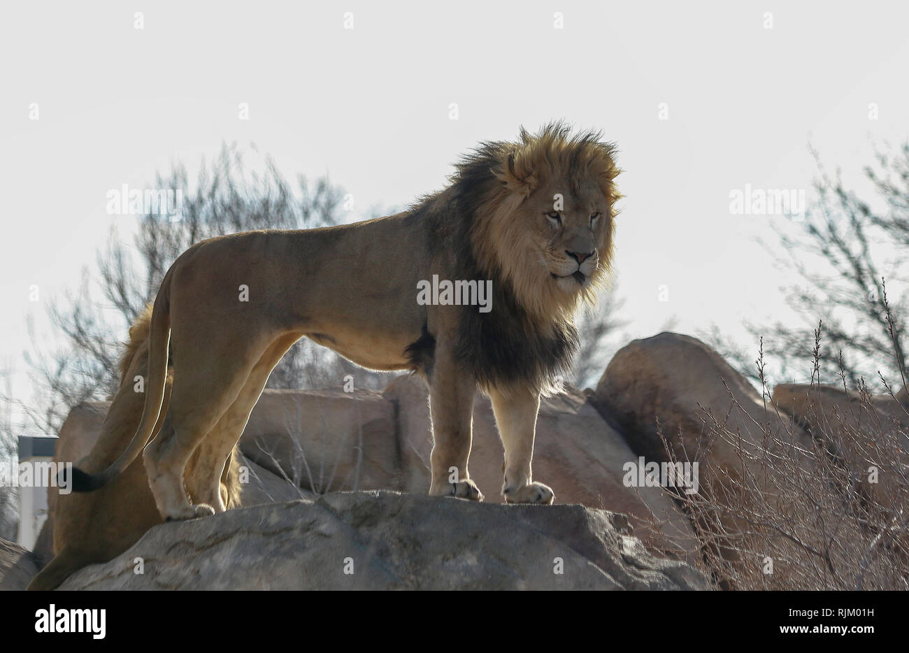Majestic Lion debout sur le rocher en Denver Zoo Banque D'Images