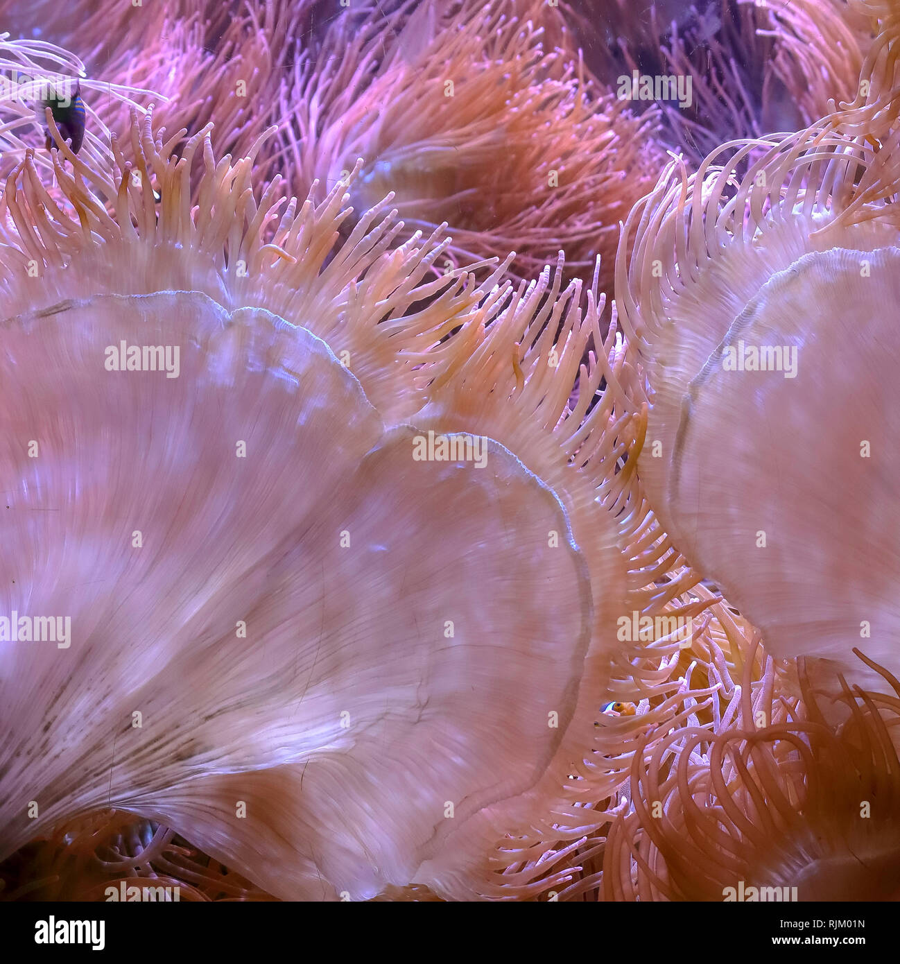 Anémone de mer bulle (Entacmaea quadricolor). Animaux de la mer. Banque D'Images