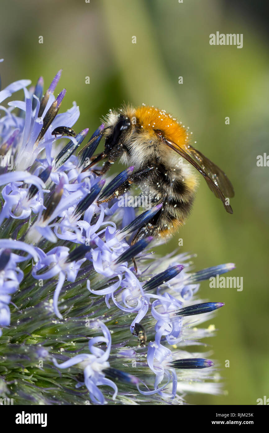 Ackerhummel, Acker-Hummel, Hummel, Bombus pascuorum, Bombus agrorum Megabombus pascuorum, un Kugeldistel Blütenbesuch, floralis, Nektarsuche Bestäubu, Banque D'Images