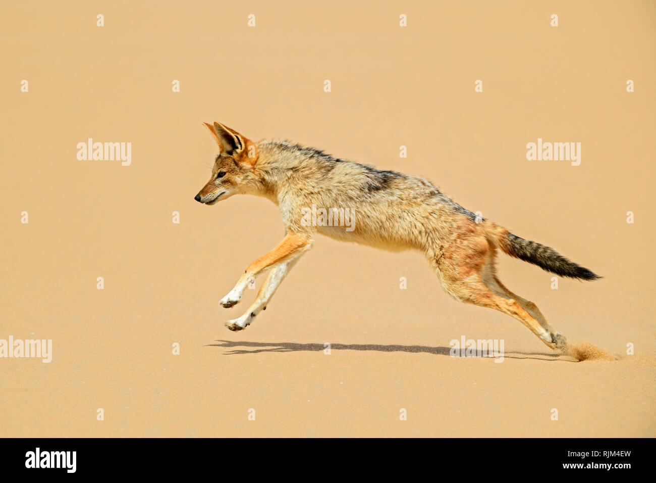 Le Chacal à dos noir - Canis mesomelas, belle jeune jackal afficher dans le sable du désert du Namib, Namibie, la baie d'Walviss Banque D'Images