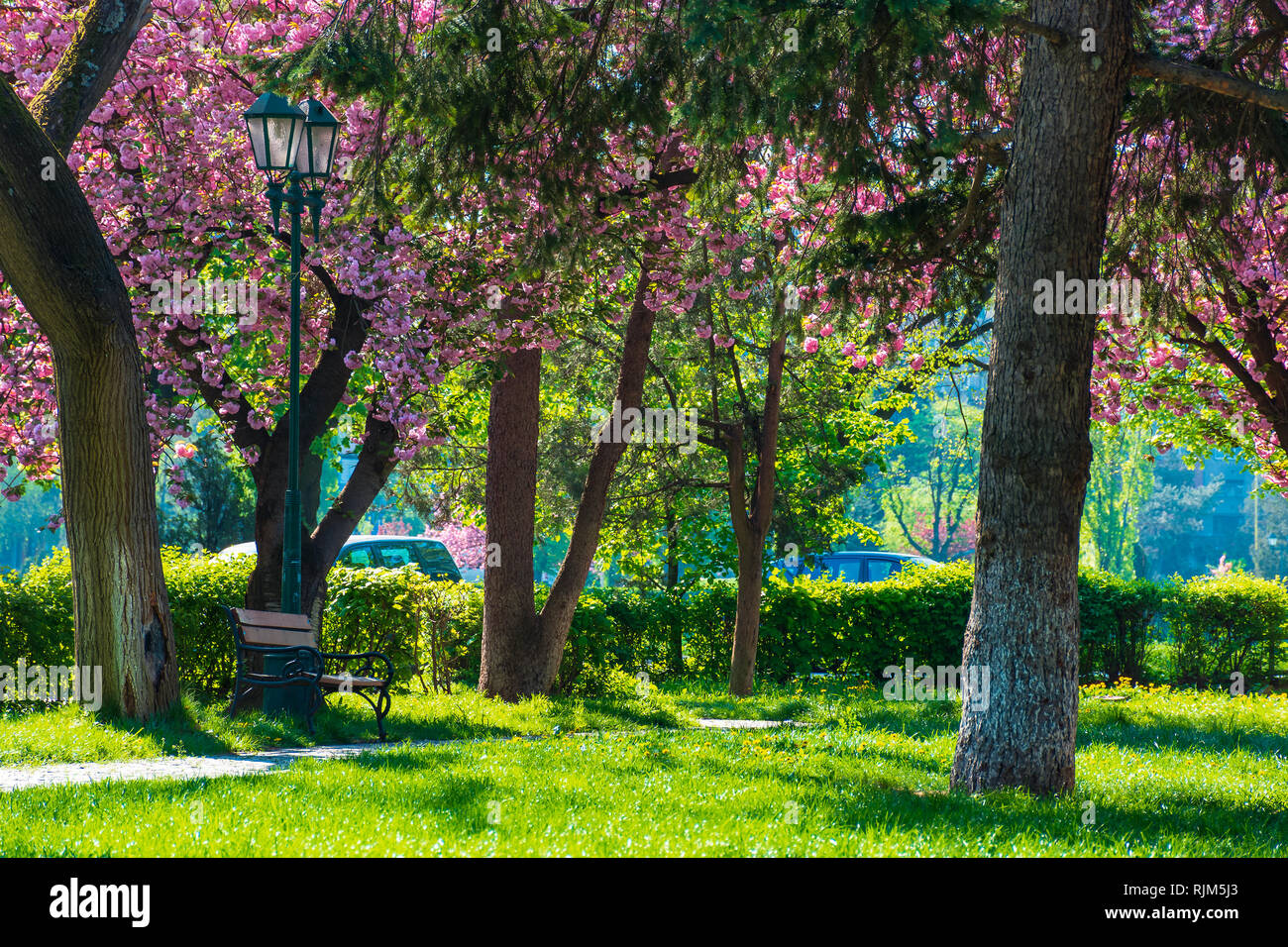 Sakura s'épanouir dans le parc Masaryk dans Uzhgorod, Ukraine. beau décor avec banc et lanterne dans la matinée. beau temps. Banque D'Images