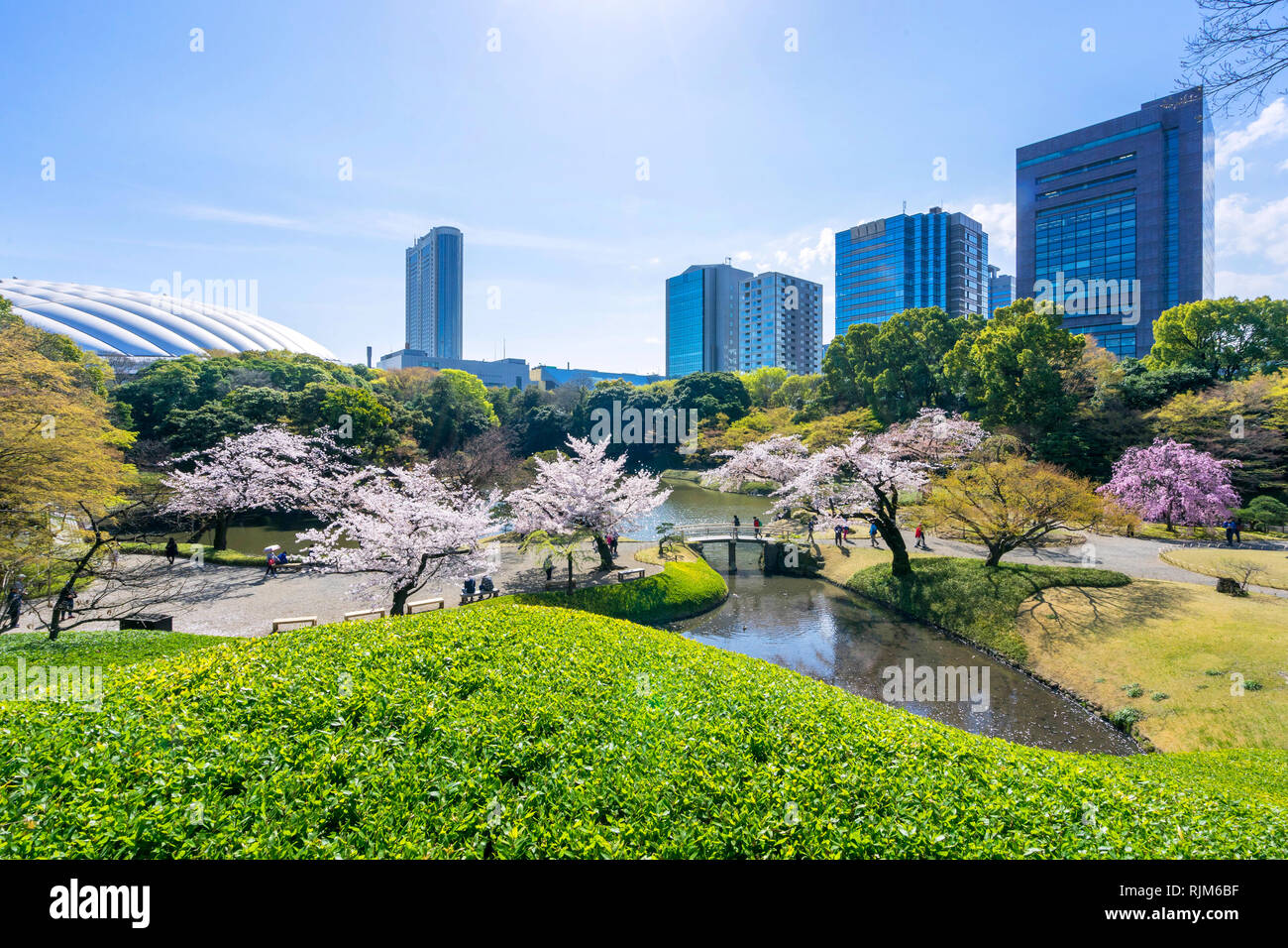 Jardin Koishikawa Korakuen est populaire place des cerisiers en fleur à Tokyo, Japon. Banque D'Images