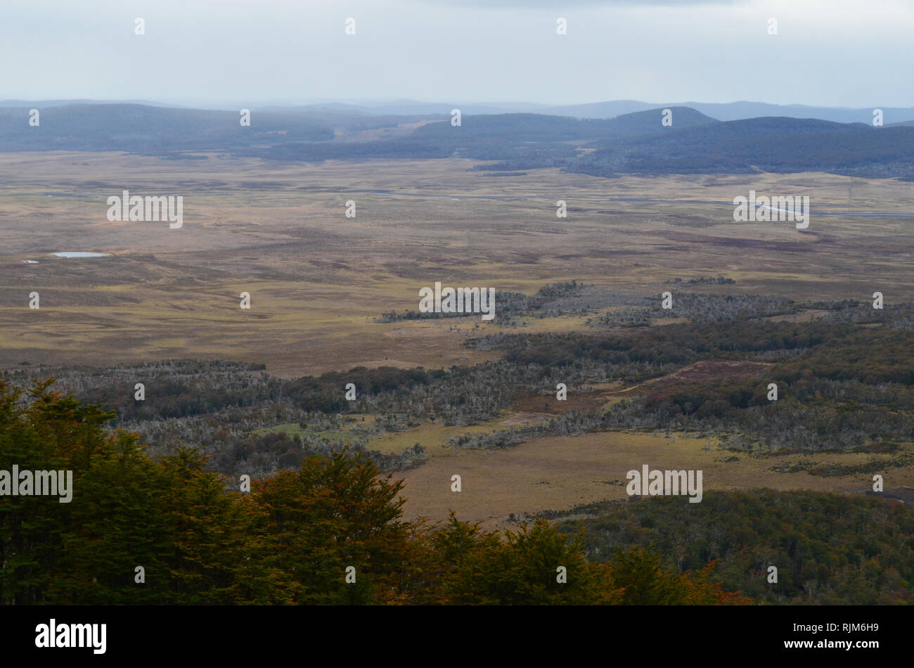 L'habitat de la mosaïque de forêts de hêtre subpolaire et steppe de Patagonie dans Karukinka parc naturel, le sud du Chili Banque D'Images