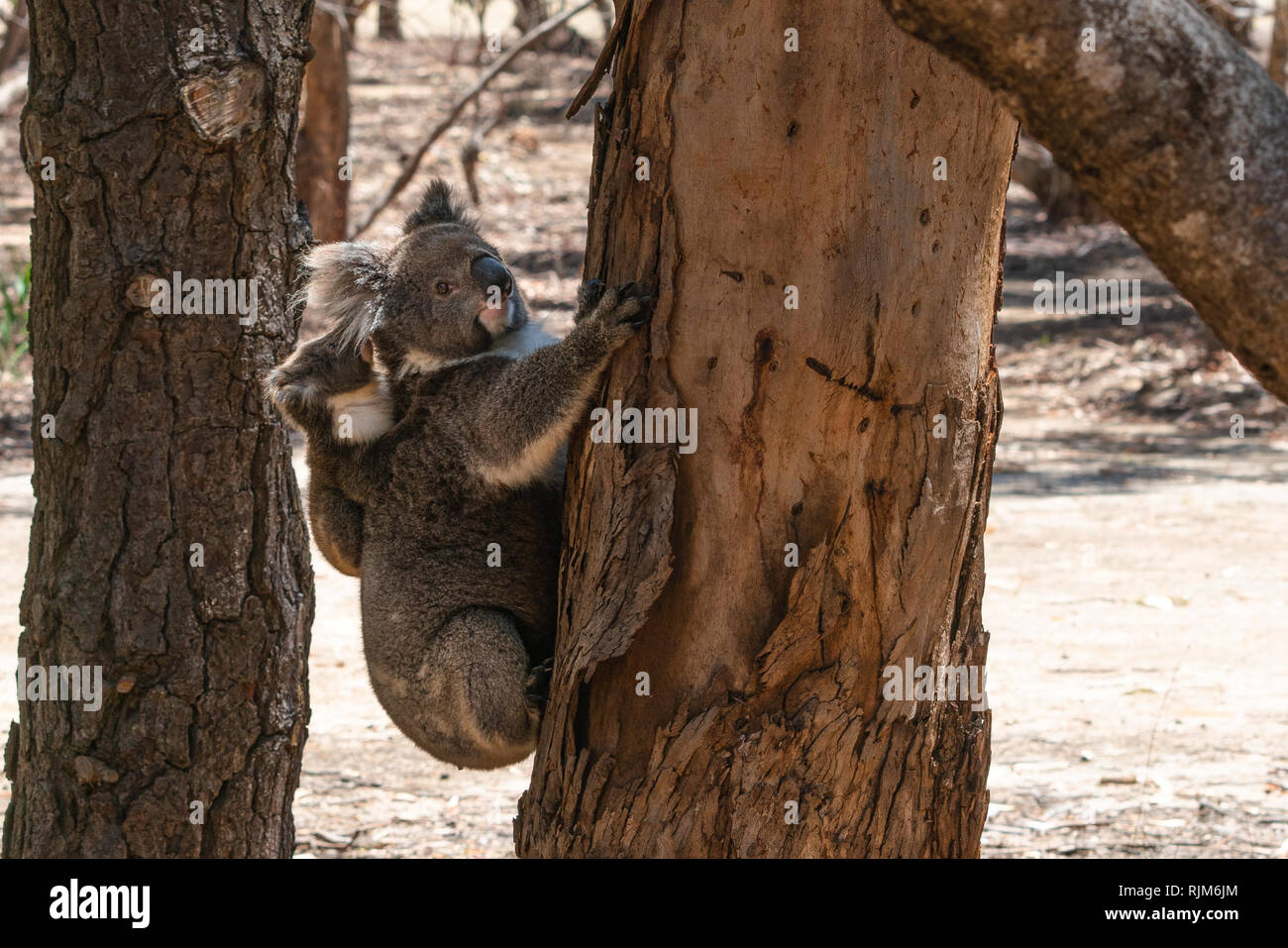 Mother Koala Baby On Back Banque De Photographies Et D Images A Haute Resolution Alamy