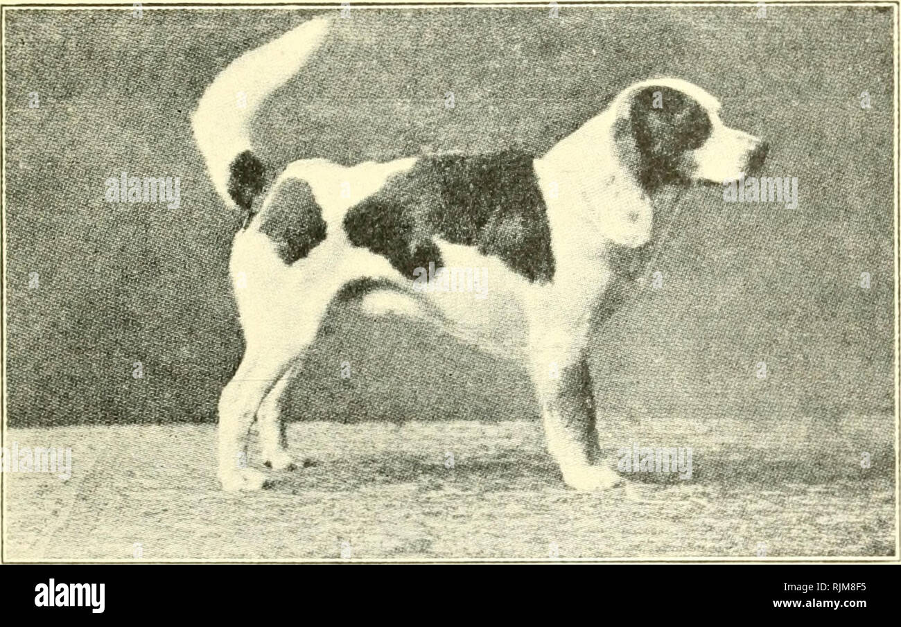 Le Beagle Dans Lamérique Et Langleterre Beagles Chiens