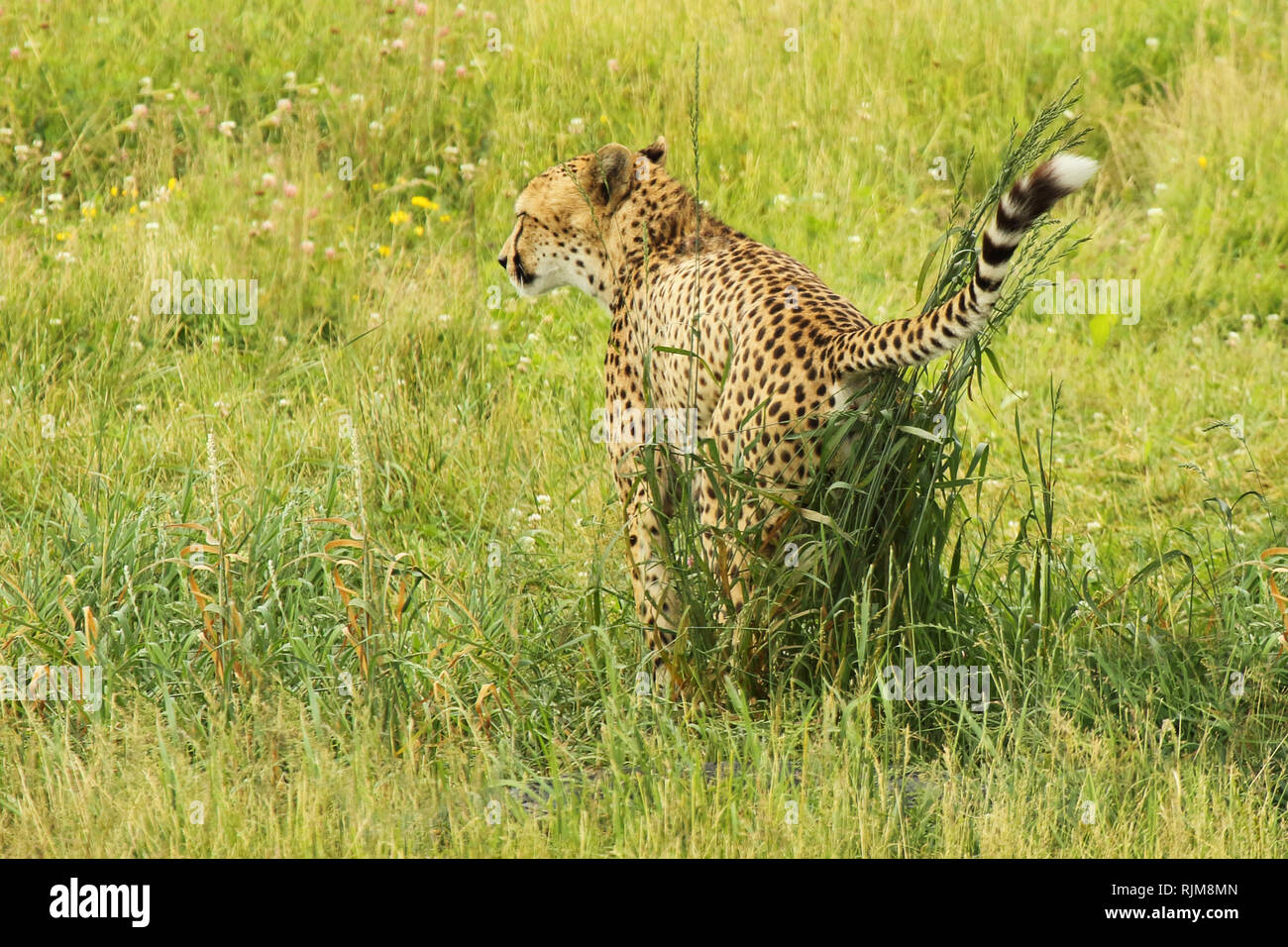 Un guépard de marquage un bouquet de plantes. Banque D'Images