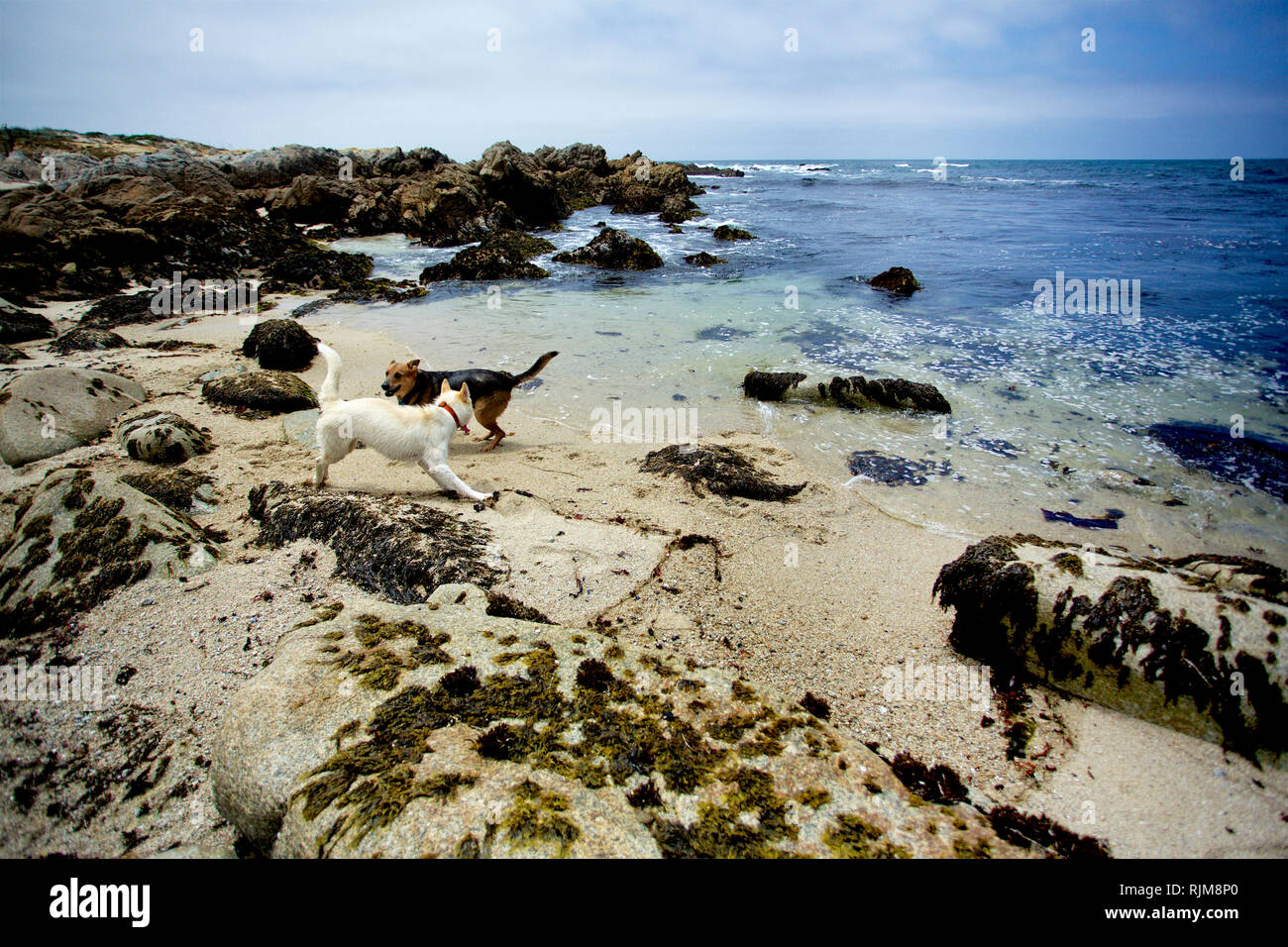 Les chiens sur la plage Banque D'Images