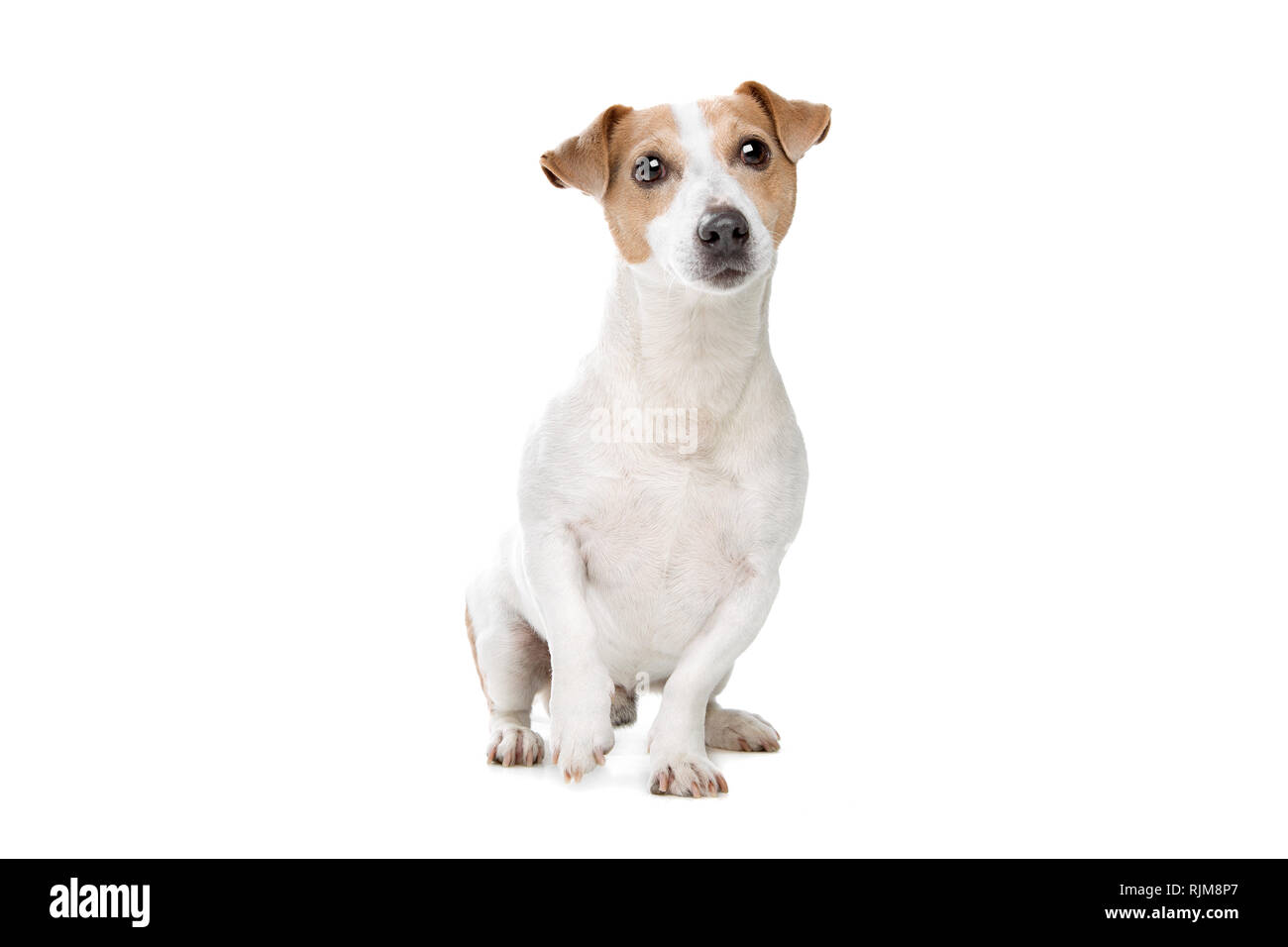 Jeune Jack Russel terrier devant un fond blanc Banque D'Images