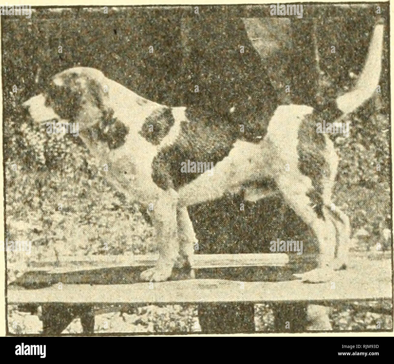 . Le beagle et les essais sur le terrain. Beagle (race de chien). Les ESSAIS SUR LE TERRAIN.. H. G/KREUDER'S CH. FRANK FOREST, A.K.C. S. B. J9,827. Rockland Kennels, Nanuet, N. Y. Oh. Forêt de polisson a été produites par M. George P. Reed de Crystal Lake Beagles, Barton, Vermont), et a été whelped avril, 189G. Il est de couleur blanc, noir et feu. Farce Ch. Poreist Beagle est sans aucun doute le meilleur qui ait jamais été produites dans ce pays, comme il était le seul Beagle dans le monde qui est à la fois Spectacle et banc d'essai Pield Champion, un honneur qui ne sera probablement jamais être dupliqué. Ch. Frank est mort de la forêt terre Kennela Rock- ia le 2 Janvier Banque D'Images