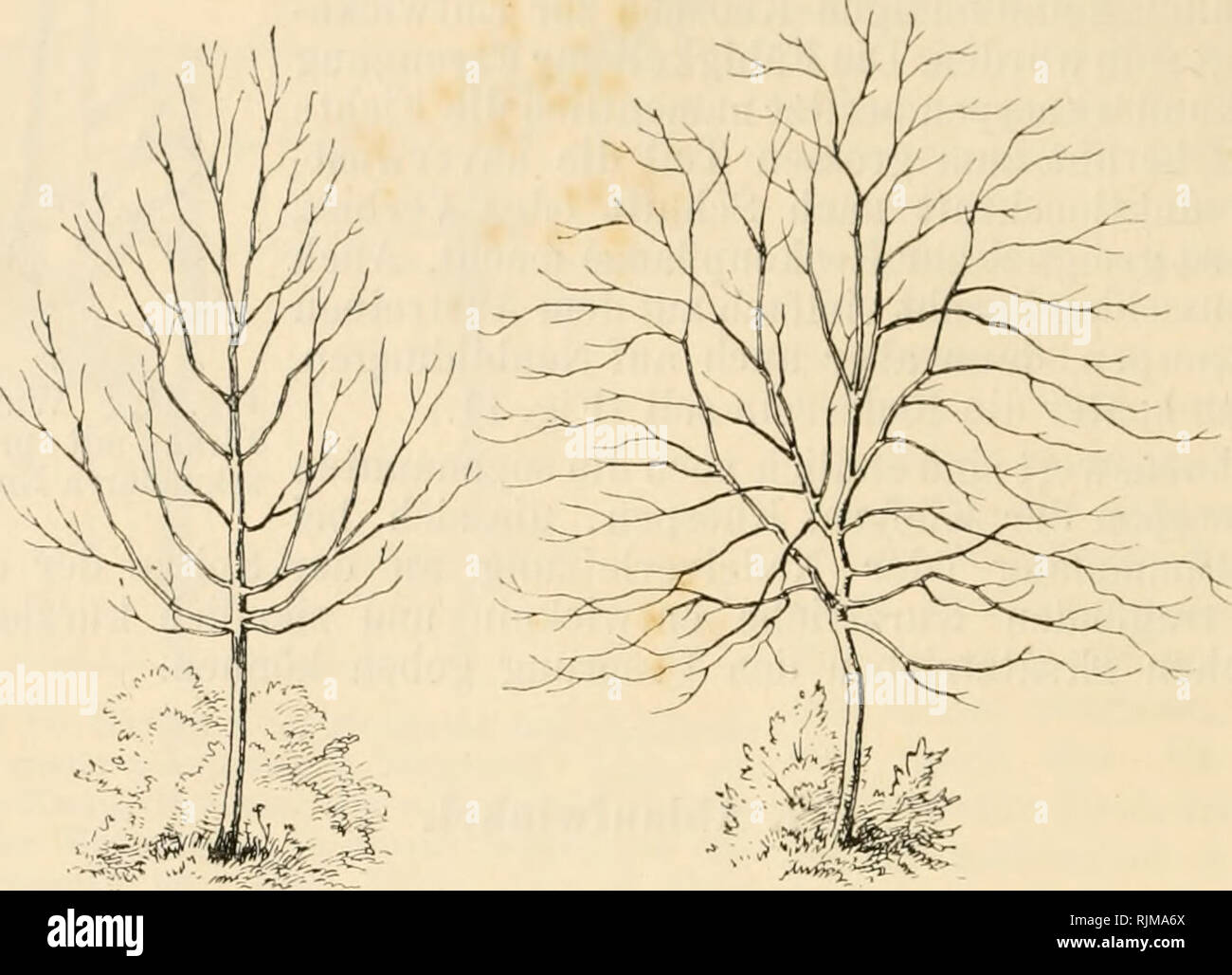 . Bau und leben unserer waldbäume. Les arbres ; anatomie végétale ; physiologie végétale. 16 Chapitre I. von Schmarotzern begünstig siedelung--t de la PNNND eventuell auch zu Fäulnis- ersclieinungen ; führt z donc. B. bei geköpften Weiden, welche Westfalica zu gehen, weil alle ihie ZAveige das Wasser nach innen leiten und die noch nicht pour vernarbten Wunden zu werden. gehalten nass. ^^^^^j Fig de l'IMT. 12. Baniukrone mit Fig. 13. BaiTiukrone Ablanfwinkeln Ablaufwiukelu mit spitzen. von ca. 90". Eberesche. Spitzahorn. Wie sehr von dem Abspreizwinkel die Zweige der Tracht von Baum- krone abhängt die Figuren, zeigen und 12 1 Banque D'Images