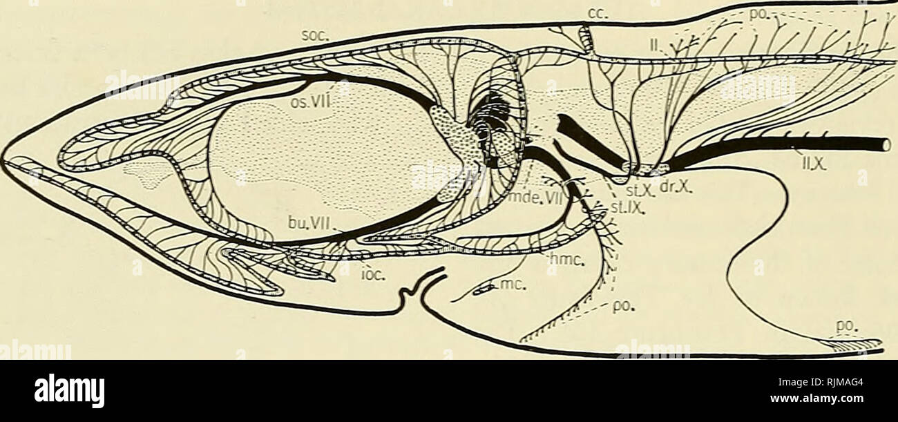 . L'Bashford Dean memorial volume :. Poissons, requins, poissons, combustibles. 490 Bashford Dean Memorial Volume. Texte-figure 125. L'innervation du senson", réseau de canaux et de certains organes de la fosse de Squalus acanthias. hu.vn, buccalis ; cc, supratemporal canal ; dr.X, ramus dorsalis de dixième ; hmc., hyomandibular canal ; cio., foramen infraorbital canal ; 1 !., latéral ; canal de la Kne IIX, la ligne latérale ; mc., canal mandibulaire ; mde.VlI, nerf mandibulaire externe ; os. VII, ophthalmicus de nerf superficiel septième ; po., pit organes ; soc., Arcade orbitaire ; st.IX, supratemporaHs de neuvième ; st. Banque D'Images . L'Bashford Dean memorial volume :. Poissons, requins, poissons, combustibles. 490 Bashford Dean Memorial Volume. Texte-figure 125. L'innervation du senson", réseau de canaux et de certains organes de la fosse de Squalus acanthias. hu.vn, buccalis ; cc, supratemporal canal ; dr.X, ramus dorsalis de dixième ; hmc., hyomandibular canal ; cio., foramen infraorbital canal ; 1 !., latéral ; canal de la Kne IIX, la ligne latérale ; mc., canal mandibulaire ; mde.VlI, nerf mandibulaire externe ; os. VII, ophthalmicus de nerf superficiel septième ; po., pit organes ; soc., Arcade orbitaire ; st.IX, supratemporaHs de neuvième ; st. Banque D'Images