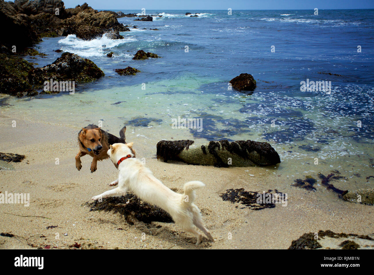 Les chiens sur la plage Banque D'Images