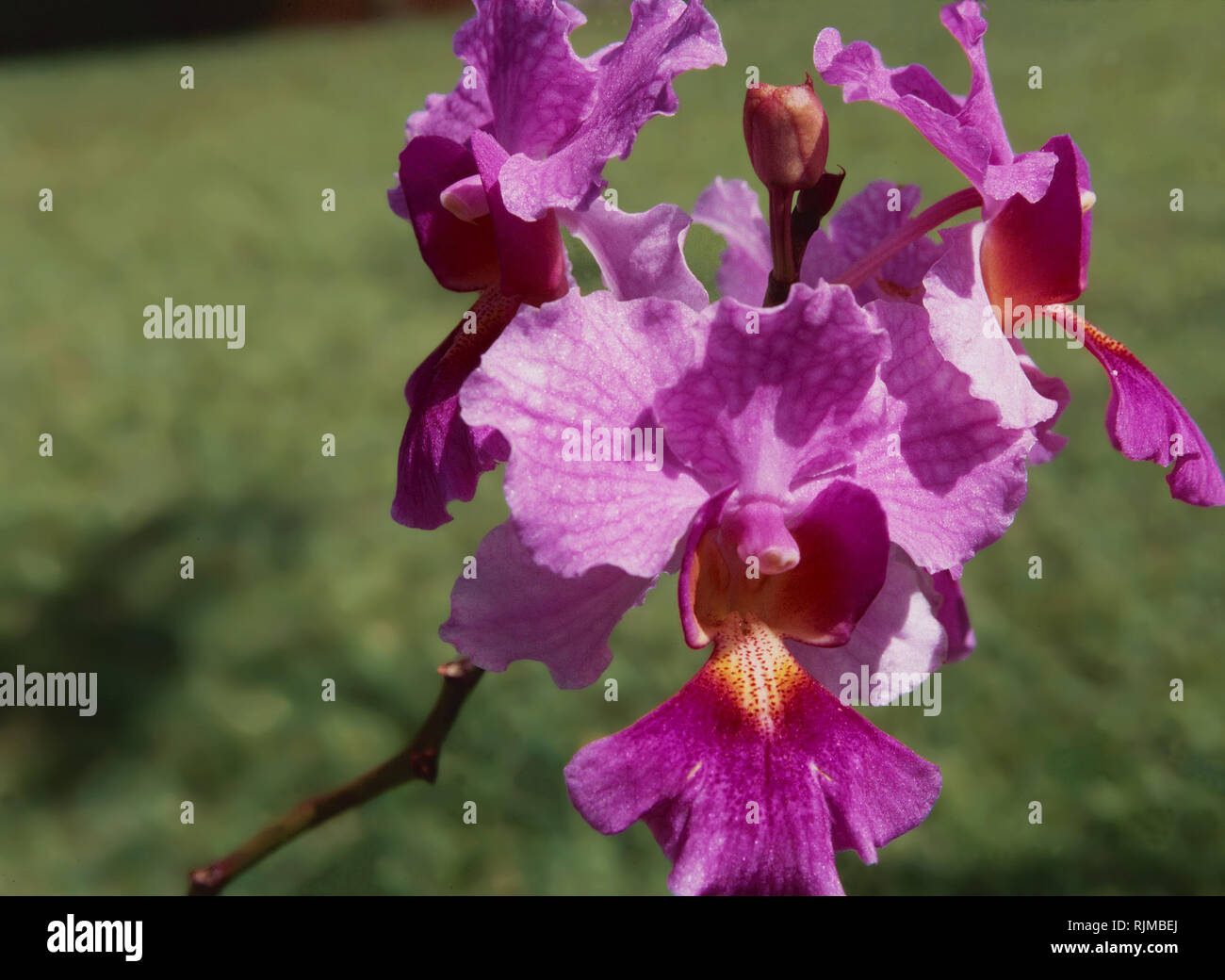 Bauhinia variegata,Hawaii Tropical Botanical Gardens Banque D'Images