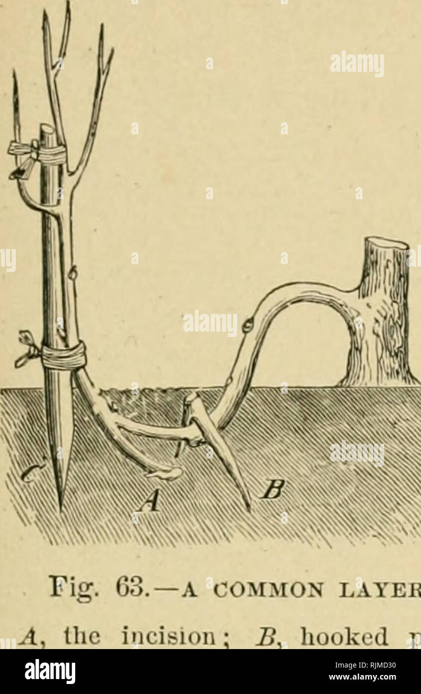. Barry's Fruit jardin. La culture de fruits. PEOPAGATIOX par marcottage. 87. incision ; B, C, jeu,:OM&gt;LA COUCHE D'IONS.  ; B, peg ; sopport accrochée. Dans le raisin, Gooseberri/, ou groseille, une simple encoche sous un bourgeon est suffisant, et ils vous root si tout simplement fixé bas ; mais les racines sont formées plus rapidement lorsque la tige est coupée par un tiers", et de la fente comme décrit. Un rameau long de la vigne peuvent être superposés sur plusieurs points, et donc de produire plusieurs enracinée |)lants au cours d'une saison. C'est ce qu'on appelle la serpentine layering (fig. 64). Le coing, para- dise, et les stocks de Doucin, où a grandi à grand q Banque D'Images