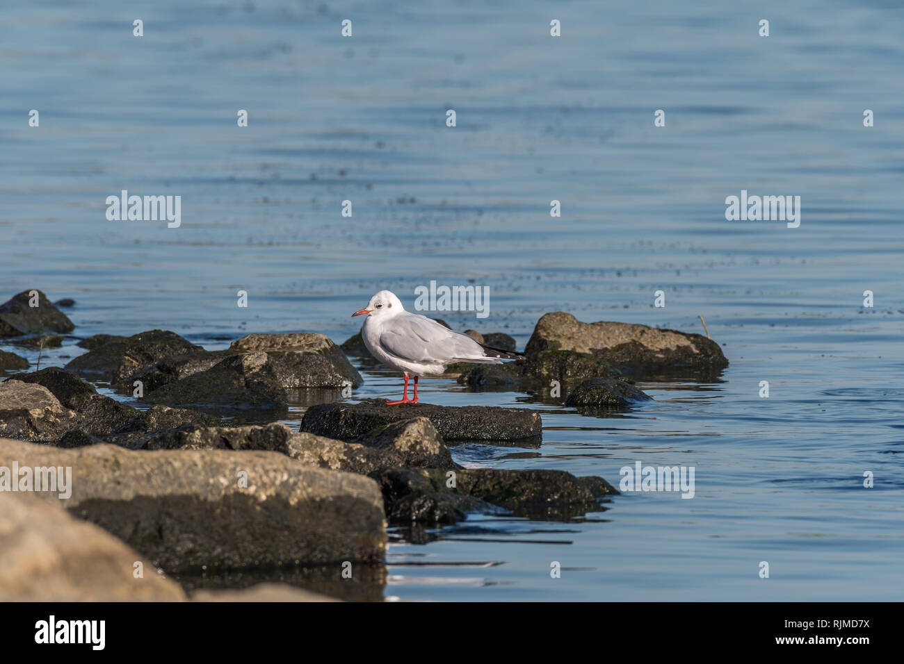 Mouette [Larus ridibundus], plumage d'hiver adultes, généralement repéré en Pohang, Corée du Sud Banque D'Images