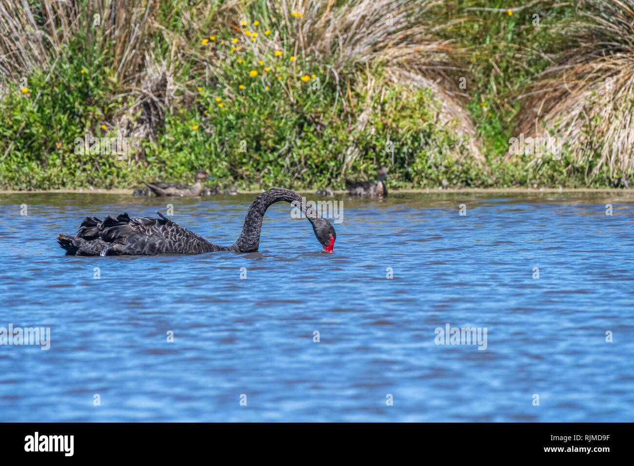 Black Swan [Cygnus atratus] repéré à Christchurch, Nouvelle-Zélande Banque D'Images