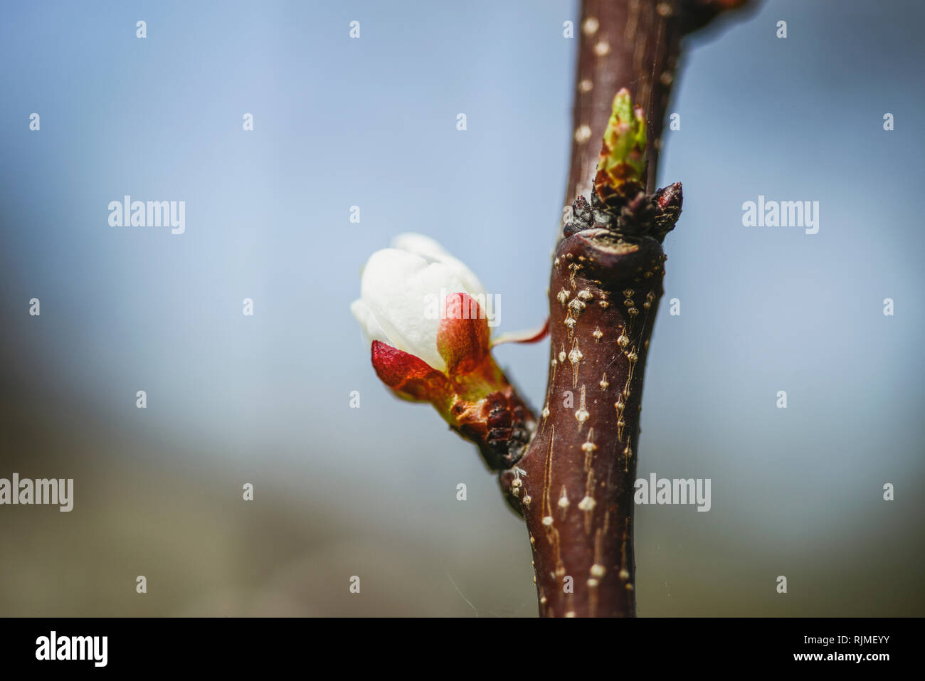 Petite fleur ouvrant sur branche d'arbre d'ici le printemps Banque D'Images